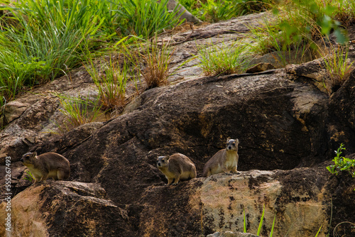 Cape hyrax on a large rock in its native environment in the Ngorongoro African Reserve