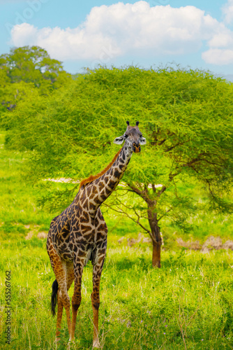 One big giraffe stands by bushes in sunshine. close up