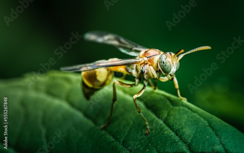 Close up Ropalidia Fasciata, Paper Wasp on green leaf and nature background, macro photo, Selective focus, Thailand.