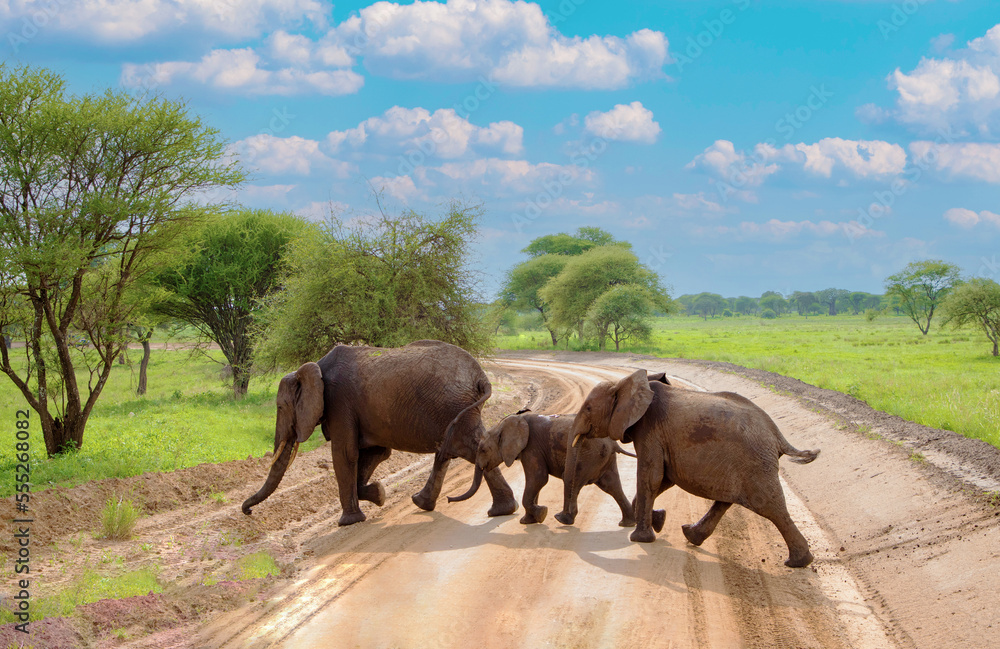 elephants herd in there natural environment, in an African reserve in Tanzania, little elephant family crossing the road in safari park elephants herd in there natural environment, in an African reserve in Tanzania, little elephant family crossing the road in safari park