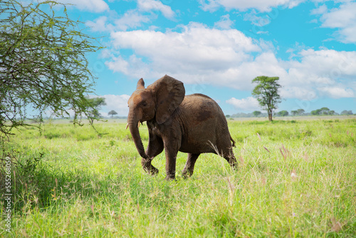 baby elephant in its natural environment  in an African reserve in Tanzania