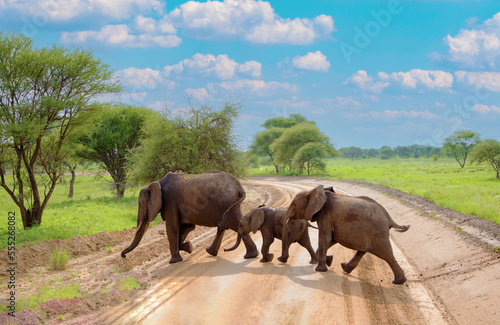 elephants herd in there natural environment  in an African reserve in Tanzania  little elephant family crossing the road in safari park