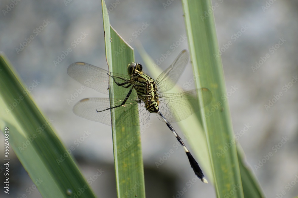 Naklejka premium Orthetrum sabina, slender skimmer dragonfly perched on a green leaf 