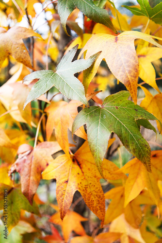 Background group of autumn maple orange and green leaves. Close-up.