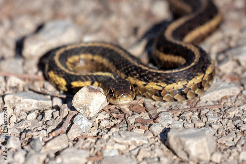 A garter snake slither across limestone A garter snake slither across limestone