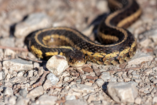 A garter snake slither across limestone