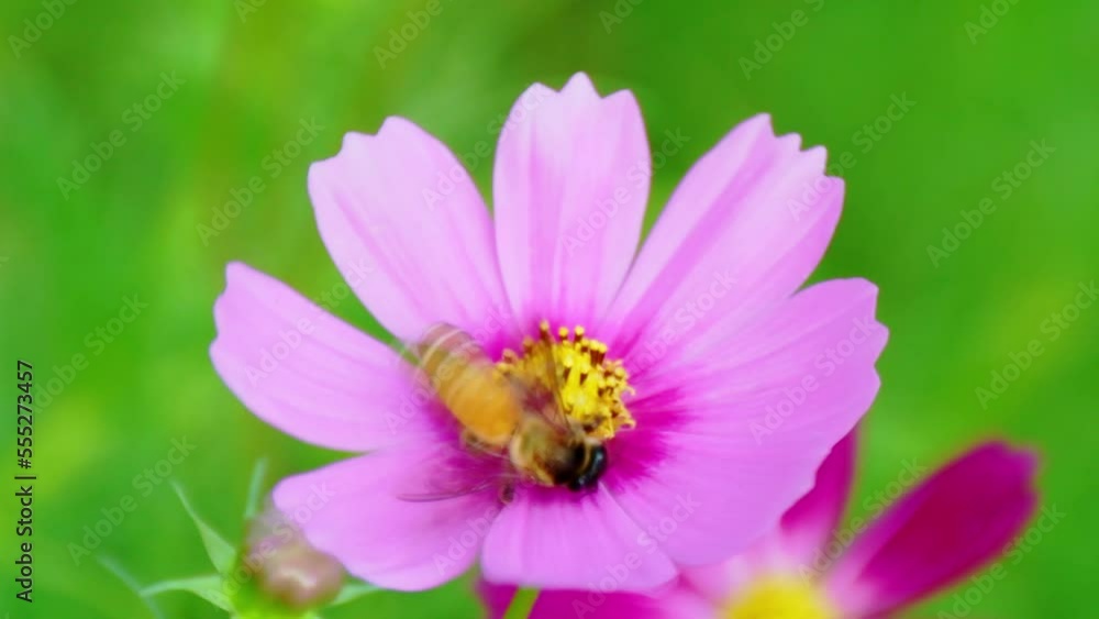 Close up of colorful garden flowers with bee insects coming to flower pollen , slow motion Close up of colorful garden flowers with bee insects coming to flower pollen , slow motion
