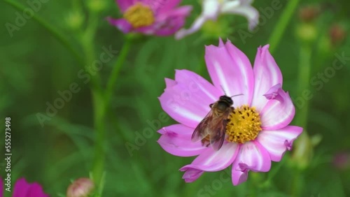 Close up of colorful garden flowers with bee insects coming to flower pollen , slow motion