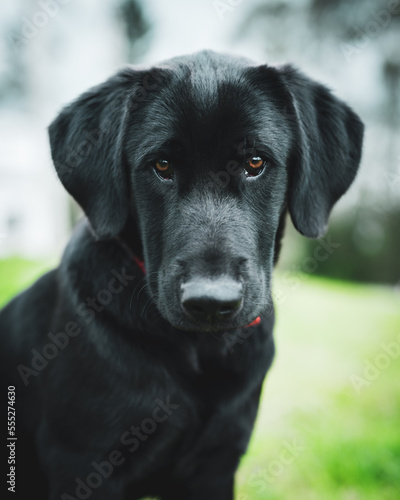 Sesi  n canina fotos de perros en quito  Ecuador.