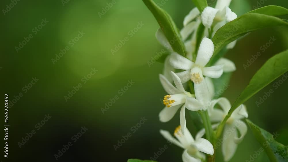 Orange branch flowers on nature background. Orange branch flowers on nature background.