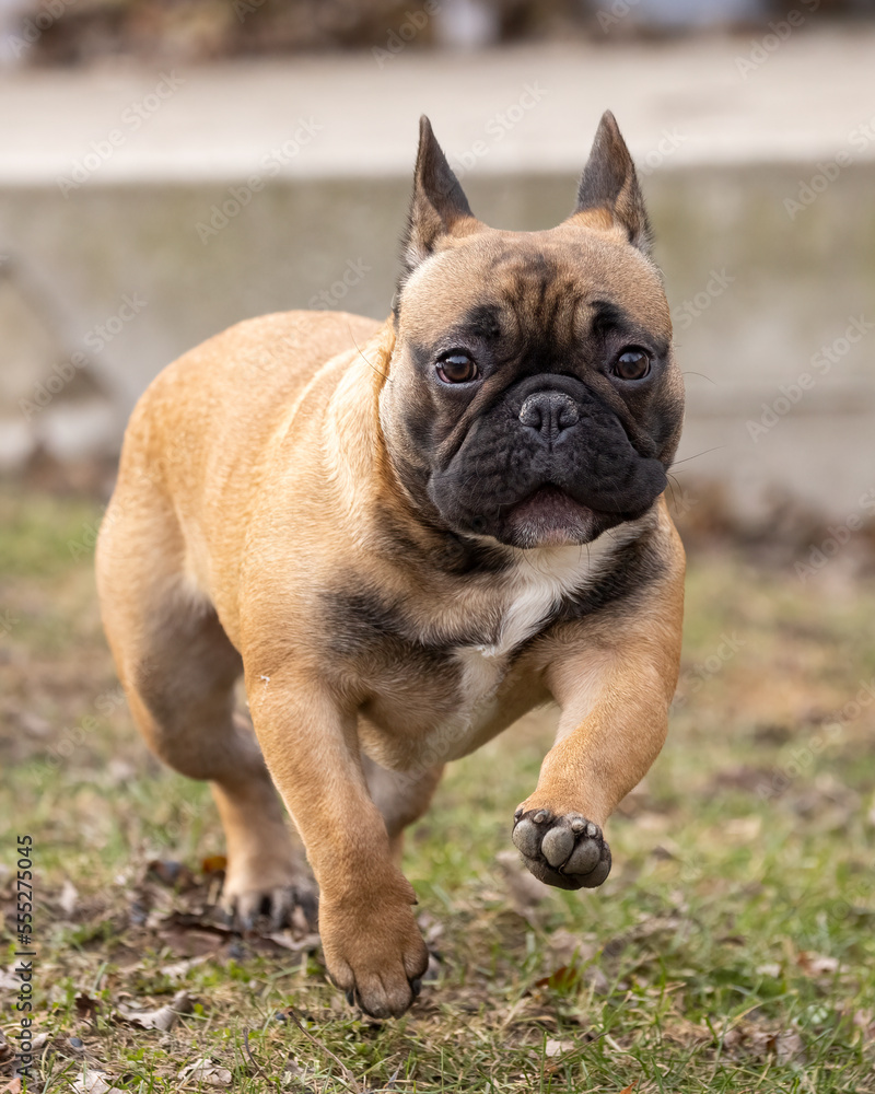 A worried French bulldog with its bat ears and black face is running towards the photographer without a leash.  The pet dog is fawn in color and friendly. This puppy is also called a Frenchie bully.