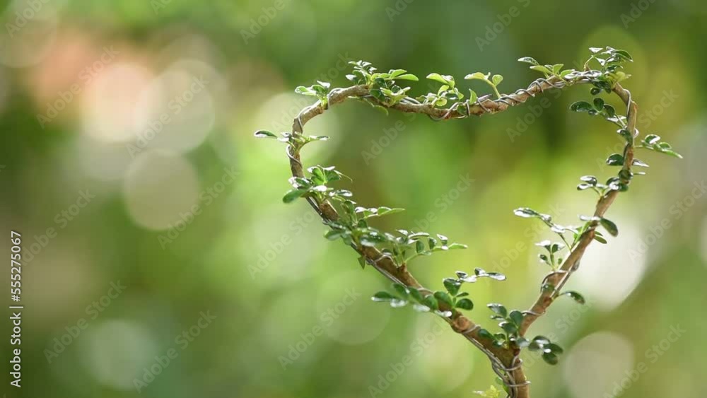 Feroniella lucida bends into a heart shape on nature background. Feroniella lucida bends into a heart shape on nature background.