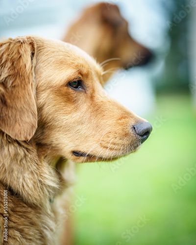 Sesión de fotos para Kira una preciosa Golden. Quito- Ecuador.