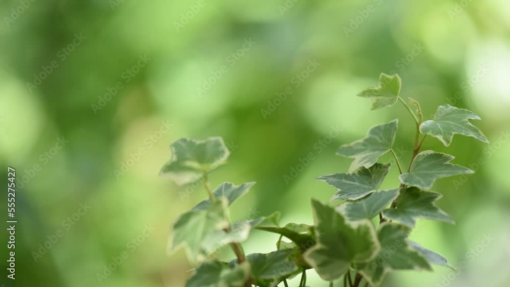 Green and yellow ivy leaves on nature background. Green and yellow ivy leaves on nature background.