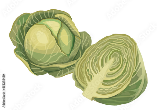 Cabbage on a white background. Whole cabbage and half. Vector illustration of fresh vegetables.