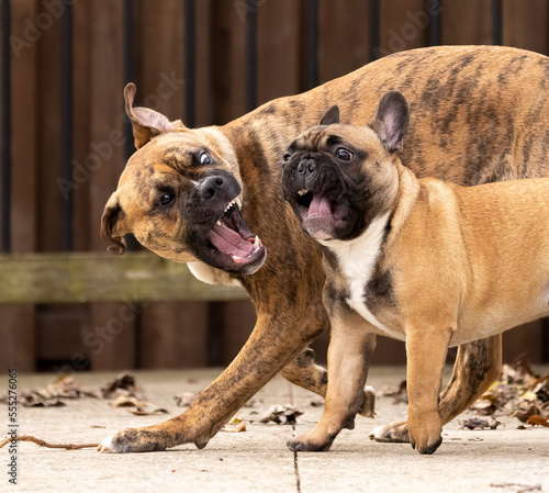 A boxer and a French bulldog are playfighting and showing teeth as well as looking at each other.  The two pet dogs are playing in a fenced in area that is safe for them to run free off leash together photo