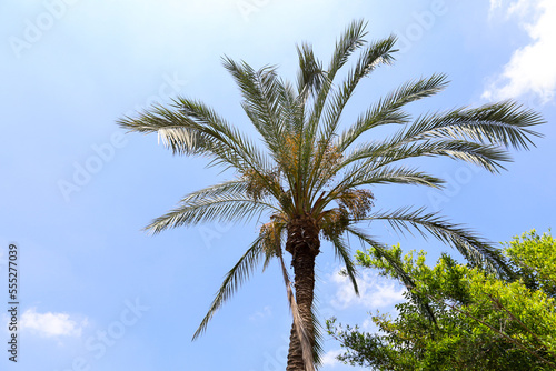 Green palm tree against sky background