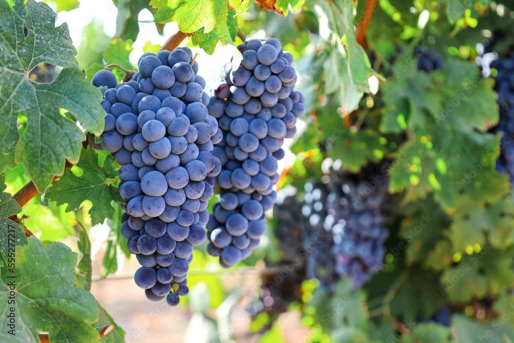 Bunches of ripe grapes in vineyard