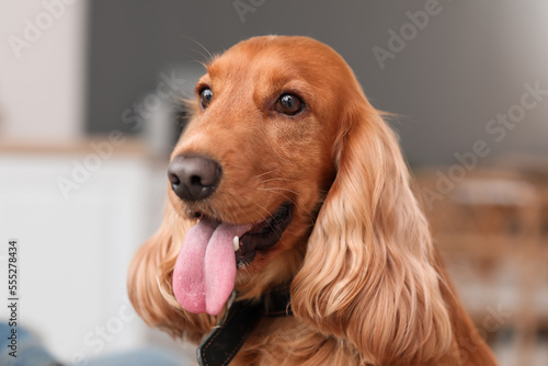 Red cocker spaniel at home, closeup