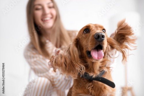 Funny cocker spaniel with owner in bedroom, closeup photo