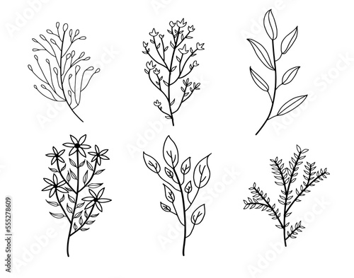 Plant nature hand drawn set. Collection botanical element.