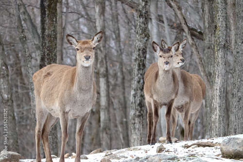 Deer in winter