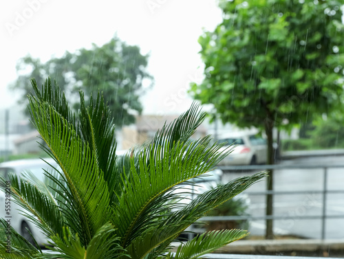 Beautiful green palm leaves outdoors under rain