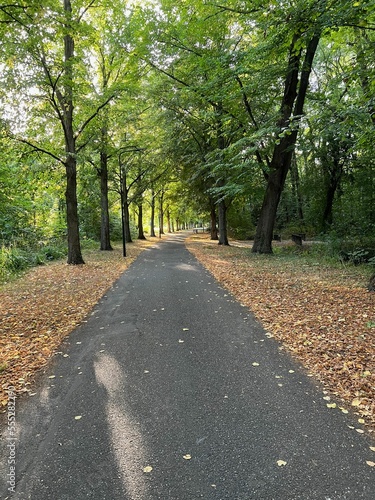 Fototapeta Naklejka Na Ścianę i Meble -  Beautiful landscape with pathway among tall trees in park