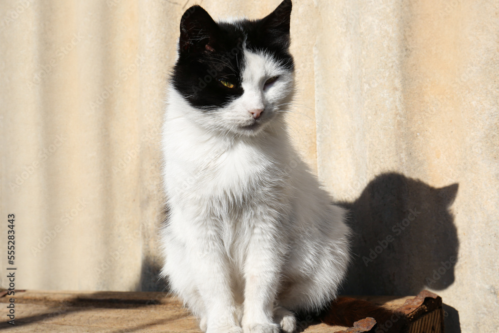 Cute black and white cat outdoors on sunny day. Rural life Cute black and white cat outdoors on sunny day. Rural life