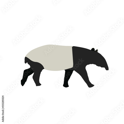 A vector of Malayan Tapir on isolation white background. Tapir is near to extinction due to heavy deforestation.