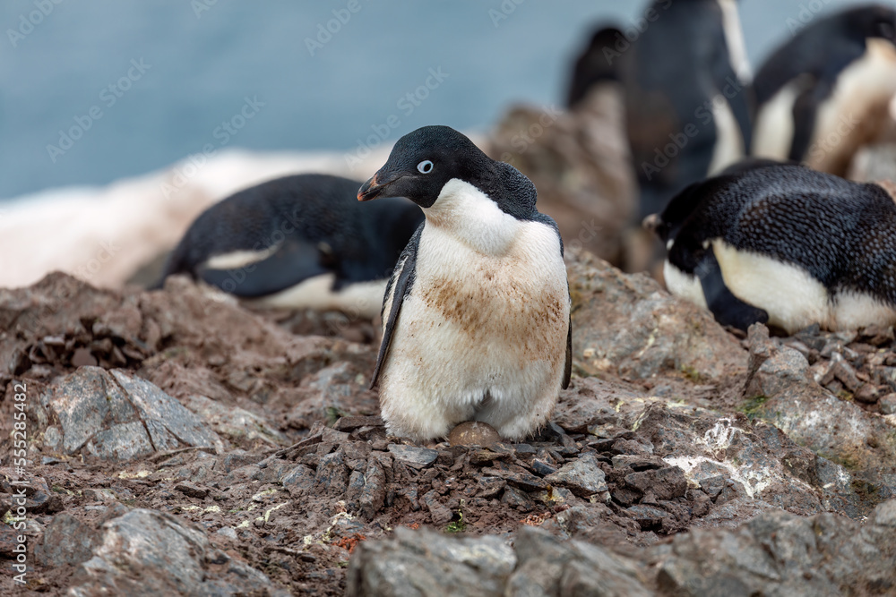Naklejka premium An Adelie Penguin holds an egg in their feet in Antarctica
