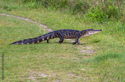 A wild alligator in a Florida swamp.
