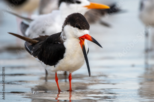 Canvas Print Black skimmers congregate on a beach in Florida.