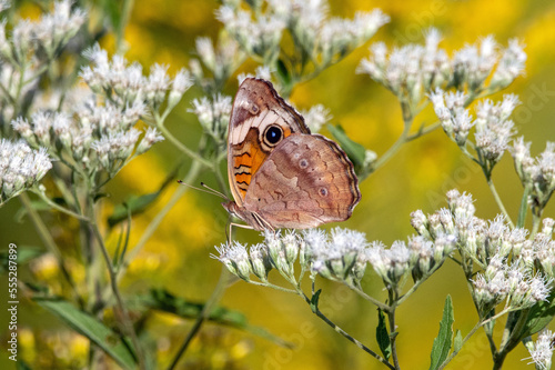 A buckeye butterfly pollinating a white flower. photo