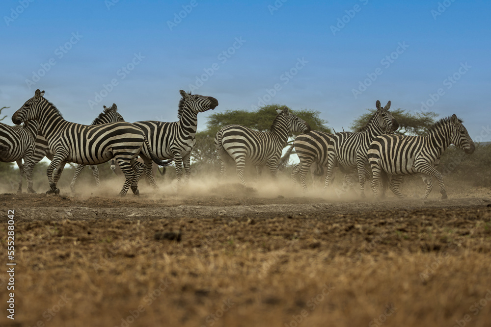 Obraz premium Zebras (Equus quagga) fighting near a water hole - Kenya 