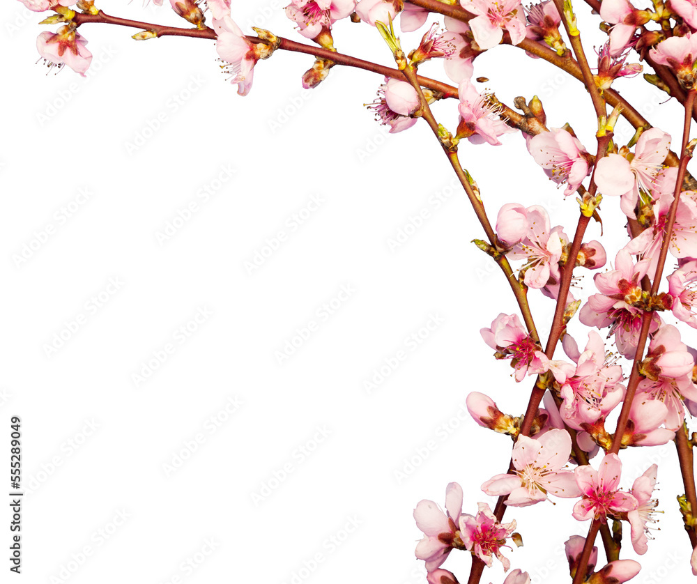 Pink spring flowers branches frame Pink spring flowers branches frame