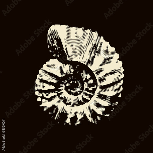 vector objects of ancient petrified ammonite shells. exhibits of the paleontological museum from extinct marine mollusks and animals of the sea and ocean fauna.