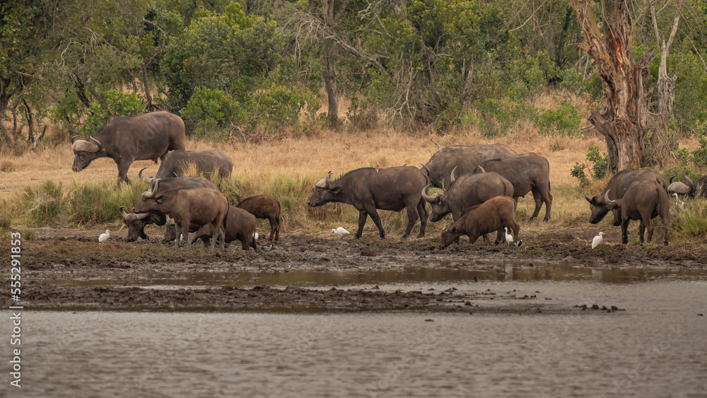 A Big old Cape Buffalo Dagga Bull ( Syncerus caffer) on a open grass plain A Big old Cape Buffalo Dagga Bull ( Syncerus caffer) on a open grass plain
