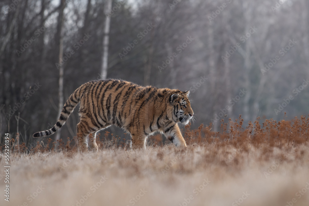 Fototapeta premium Siberian Tiger running. Beautiful, dynamic and powerful photo of this majestic animal. Set in environment typical for this amazing animal. Birches and meadows