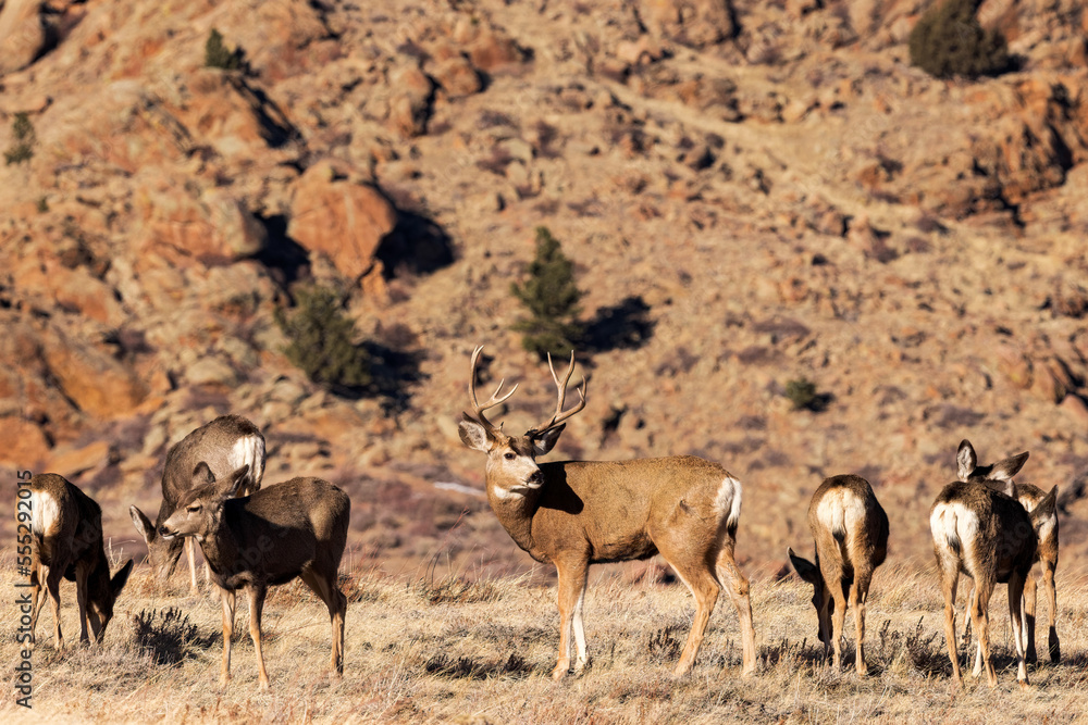 A mule deer buck keeps guard over his harem. A mule deer buck keeps guard over his harem.