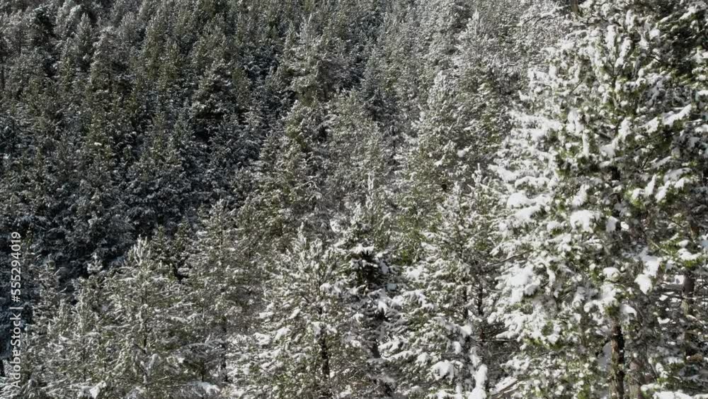 Aerial, lush snow covered pine tree forest during winter season Aerial, lush snow covered pine tree forest during winter season