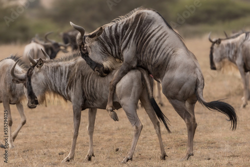 A wildebeest  also called the gnu  mating  Kenya.