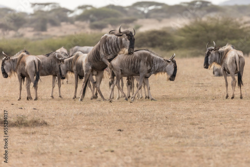A wildebeest  also called the gnu  mating  Kenya.