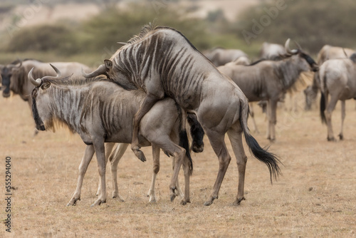 A wildebeest, also called the gnu, mating, Kenya.