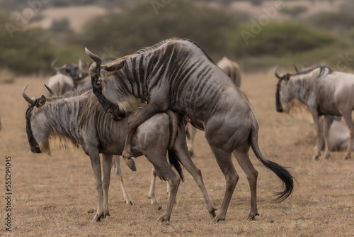 Fototapeta Naklejka Na Ścianę i Meble -  A wildebeest, also called the gnu, mating, Kenya.
