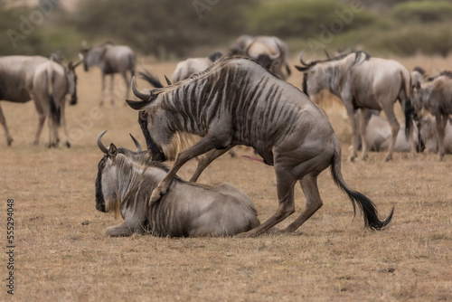 A wildebeest  also called the gnu  mating  Kenya.