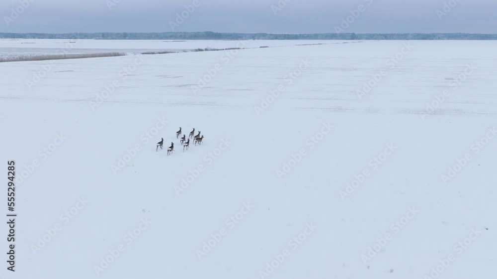 Aerial birdseye view of distant European roe deer (Capreolus capreolus) group running on the snow covered agricultural field, overcast winter day, wide angle drone shot moving forward Aerial birdseye view of distant European roe deer (Capreolus capreolus) group running on the snow covered agricultural field, overcast winter day, wide angle drone shot moving forward
