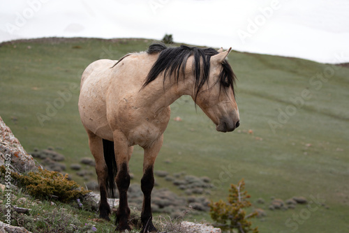 Fototapeta Naklejka Na Ścianę i Meble -  Wild horse near spring snowfield - Buckskin stallion in the Pryor Mountain Wild Horse range in the western United States