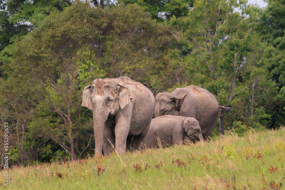 Obraz premium Asian Elephants 