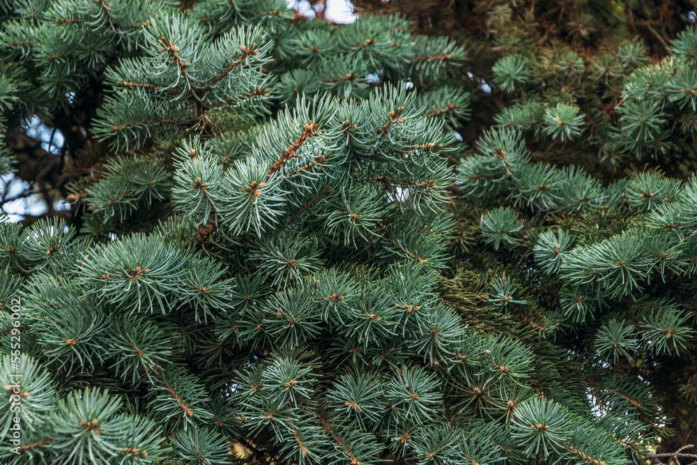Branches of a Christmas tree. Background of fir branches. Background of a Christmas tree. Background of branches of a Christmas tree. The texture of green spruce branches. Branches of a Christmas tree. Background of fir branches. Background of a Christmas tree. Background of branches of a Christmas tree. The texture of green spruce branches.